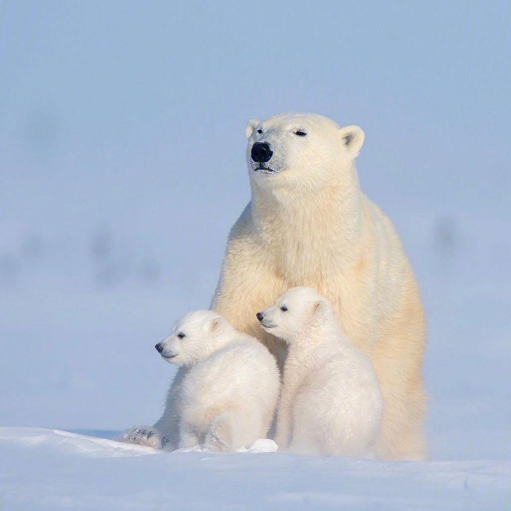 北极熊的皮肤是什么颜色