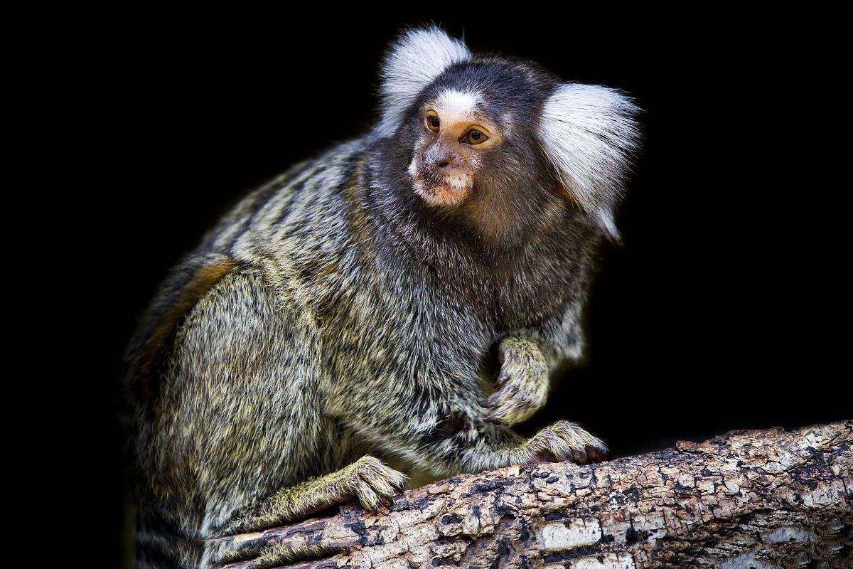 ��ͨ��ӵ�к��Ӱ�����