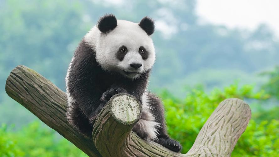 熊猫的生活习性