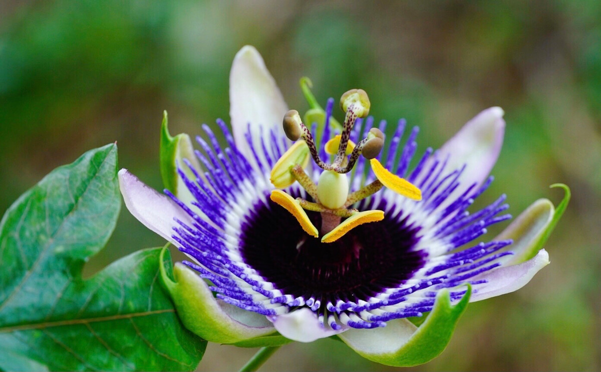 日轮花世界上最阴险的吃人植物