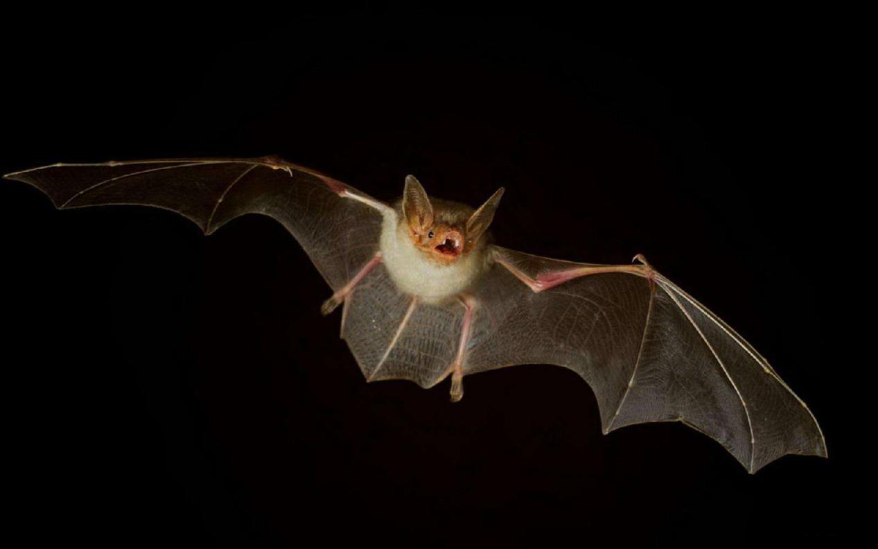 大黄蜂蝙蝠 世界上最小的蝙蝠