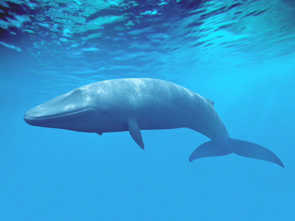 须鲸的资料 鲸类中速度最快的物种
