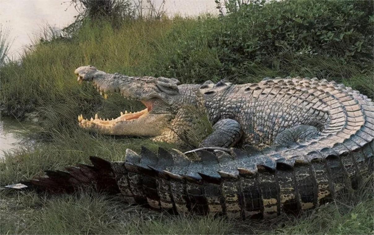 湾鳄：世上最凶残的鳄鱼