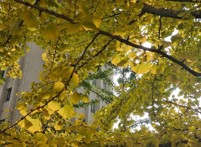 做包子学习方法 学做包子步骤 做包子学习方法 学做包子步骤