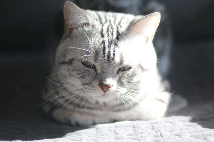 探索古代帝王服饰颜色演变史,冕服有哪些颜色? 探索古代帝王服饰颜色演变史,冕服有哪些颜色?